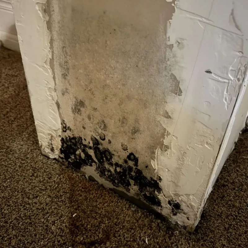 Professional Mold Removal in Eagar, AZ